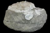 Keokuk Quartz Geode with Calcite & Filiform Pyrite - Missouri #144777-1